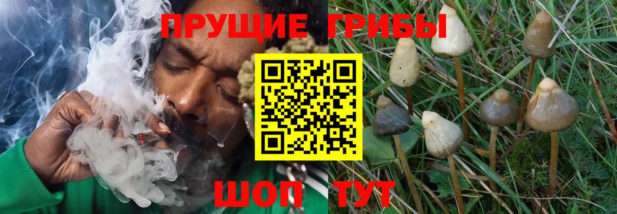 Ефремов  Галлюциногенные грибы Magic Shrooms  Вход с VPN  Галлюциногенные грибы Psilocybe 